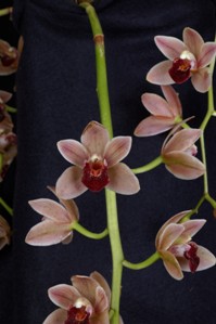 Cymbidium Devon Shell New Horizon AM/AOS 82 pts.